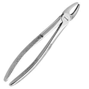 Upper Incisors And Canines