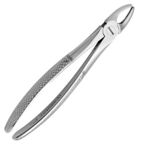 Upper Incisors And Canines