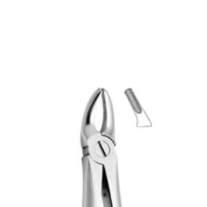 Upper Premolars